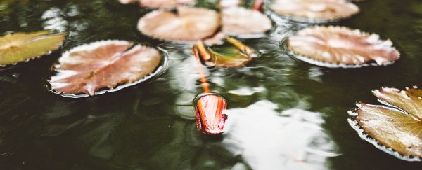 Scientists are digging up 'ghost ponds' and bringing zombie plants back to life