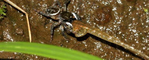 Adorable jumping spider surprises scientists with its choice of massive prey