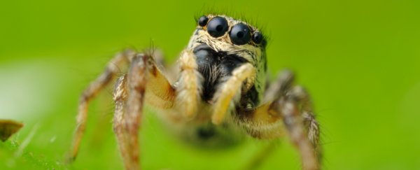 Twitter worked out that jumping spiders can see the Moon
