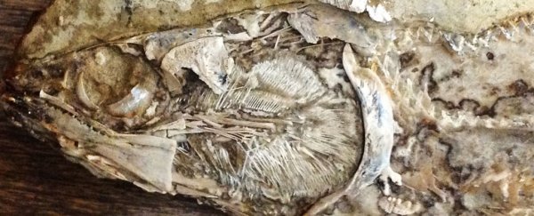 Scientists have just found the first fossilised heart EVER in a prehistoric animal