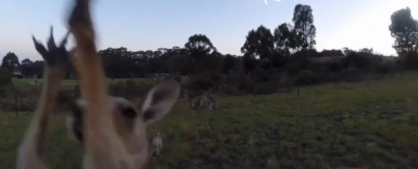 WATCH: Kangaroo boxes drone right out of the sky
