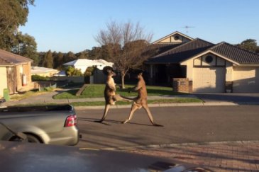 WATCH: Two kangaroos box in suburban Australia