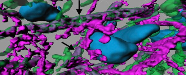 An injection of brain cells has restored memory and learning in rats