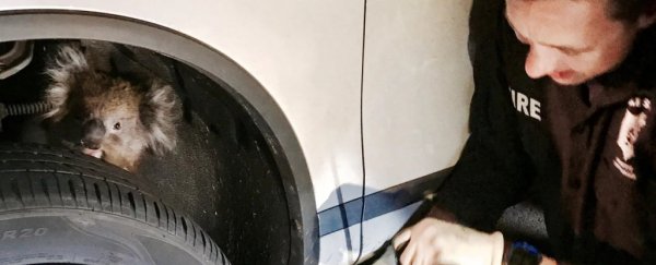 This badass koala survived a 10 mile journey trapped under a car