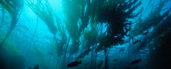Carbon-capture potential of coastal plants and seaweed underestimated, research suggests