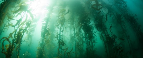 Yet another important underwater ecosystem could soon be wiped out