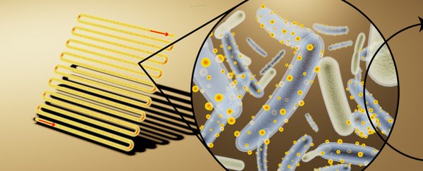 Cyborg bacteria covered in tiny solar panels are changing the future of clean fuel