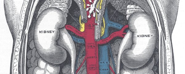 Most Japanese people are born with a crucial difference in their kidneys