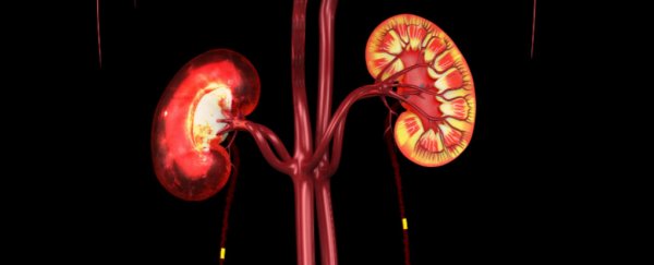 Lab-grown kidneys shown to be fully functional in animal recipients