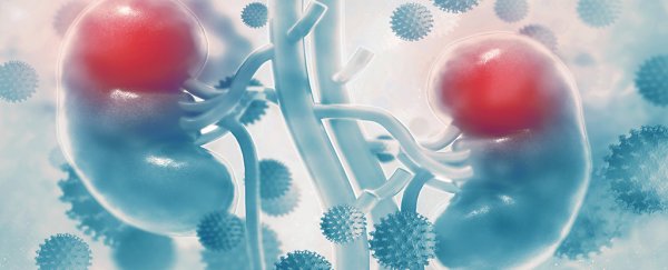 Researchers have identified why our bodies reject transplanted organs