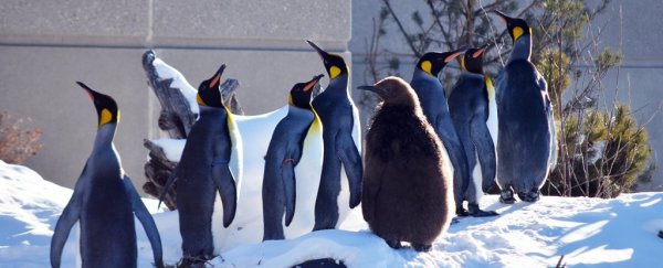 It's so cold in Canada a zoo had to bring its penguins inside