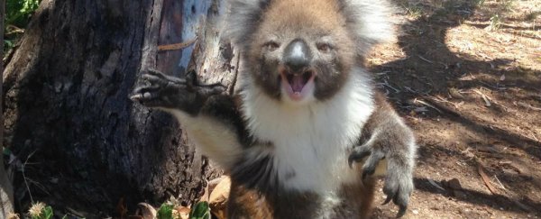 Watch: Koala gets kicked out of a tree and throws a tantrum
