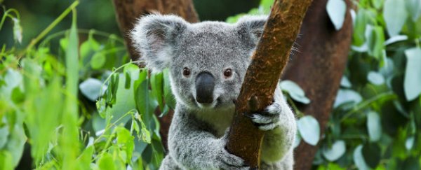 There's now a vaccine to stop koalas getting Chlamydia