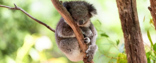 Scientists have teamed up to stop the Australian wildlife crisis from reaching breaking point