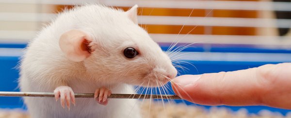 Lab mice are way too clean, and it could be influencing medical studies