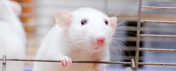 We now know why some diabetes drugs work in mice but totally fail in people
