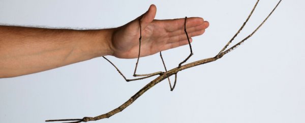 Here's what it's like to breed one of the world's largest insects