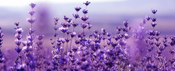 Lavender aroma promotes trust between strangers