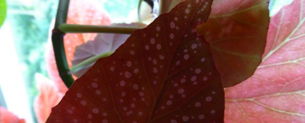 Scientists have found a way to induce 'reverse photosynthesis'