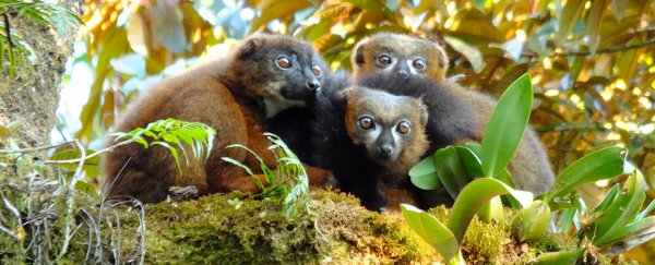 Adorable, cuddling lemurs show cooties are good for our health