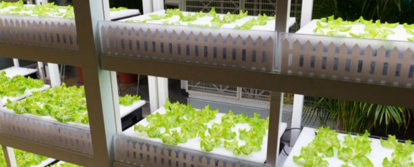 A Japanese company is building the world's first autonomous farm