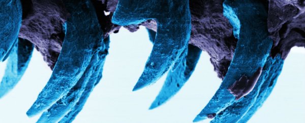 Scientists discover the strongest known natural material in the world