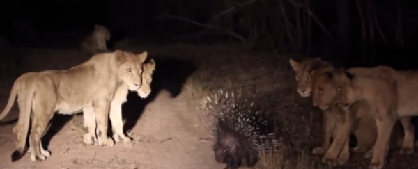 WATCH: One porcupine fends off 17 lions