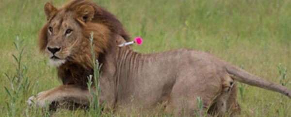 These 5 lionesses have grown manes and are starting to act like males