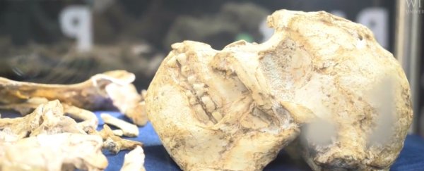 This 3.6-million-year-old fossil is the oldest, most complete human ancestor ever seen