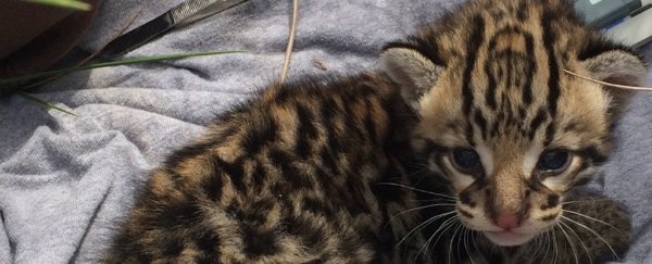 Biologists have found litters of rare, wild ocelot kittens in the southern US