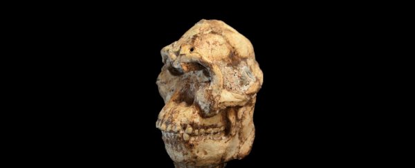Human ancestor candidates Lucy and Little Foot walked together, new study suggests