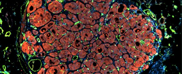 We're closer than ever to saving lives with livers made in the lab