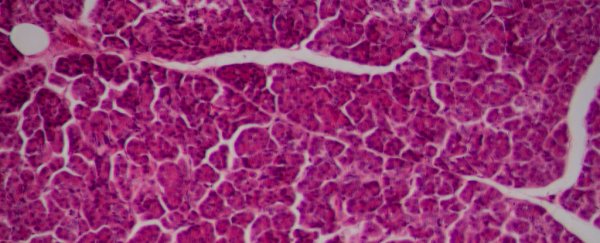 Scientists produce the most realistic lab-grown liver tissue yet