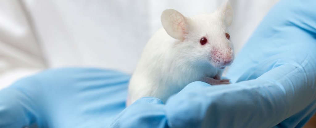 New Class of Drugs Improves Lifespans And Health of Mice