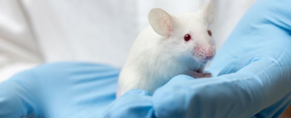 New class of drugs improves lifespans and health of mice