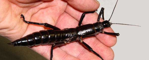 Elusive 'tree lobster' insect was just officially brought back from the dead