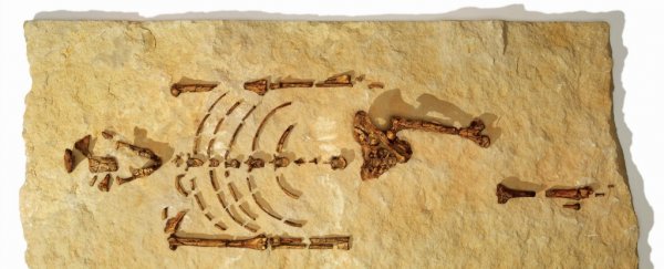 Archaeologists are fuming over a new study about how early hominin Lucy died