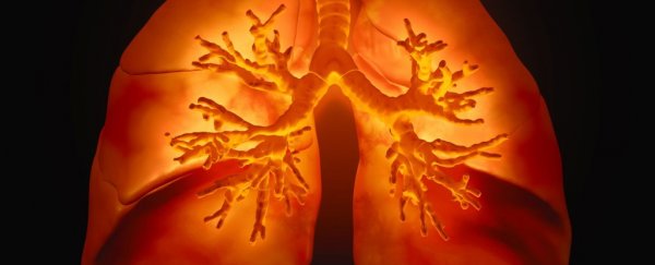 Bioengineered lungs with intact blood vessels just came one step closer to reality