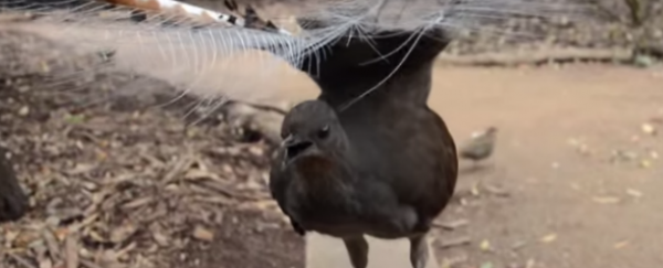 WATCH: Lyrebird perfectly imitates laser gun sounds