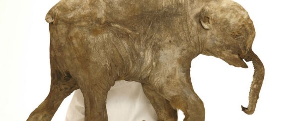 Mammoth DNA has been implanted into functioning elephant cells