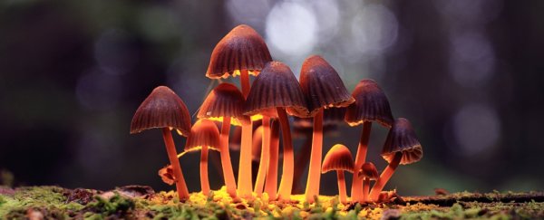 Psychedelic drugs appear to make people less likely to commit crimes