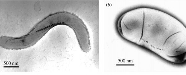 Weird magnetic bacteria could be key in targeting and destroying tumours