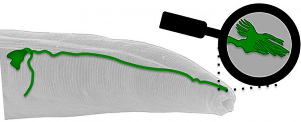 We may have finally found the structure that lets animals detect Earth's magnetic field