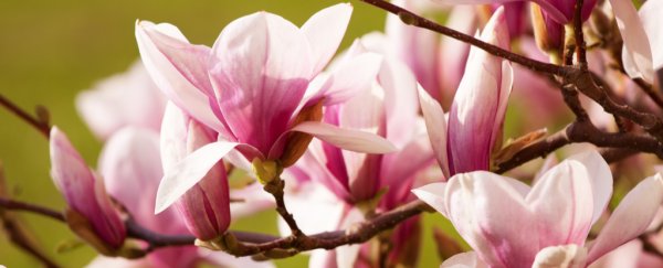 We finally know what the first ever flower on Earth actually looked like