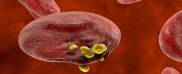This newly discovered gene variant reduces the risk of severe malaria by 40%