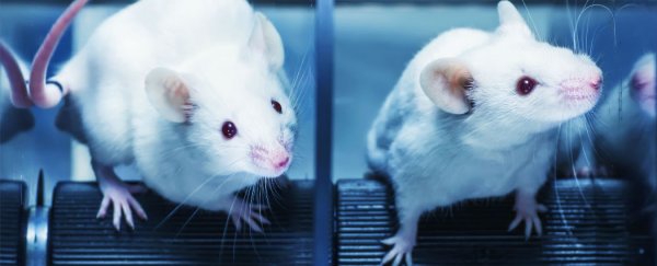 Male and female mice process pain differently, study finds