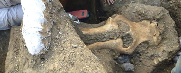 Palaeontologists can’t explain the strange mammoth skull found in a California park