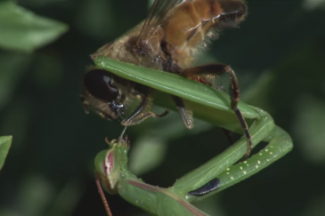WATCH: Praying mantis eats the face out of a living fly