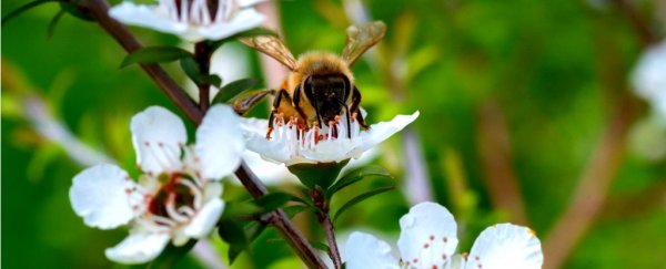Scientists find an Australian honey that rivals New Zealand mānuka’s antibacterial properties