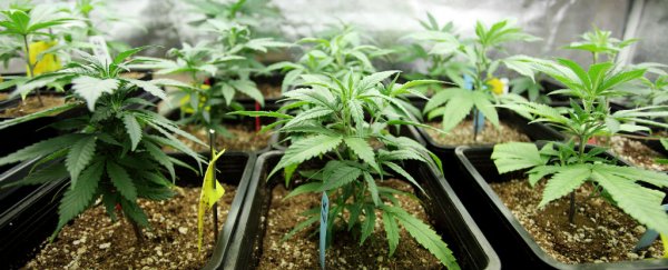 Extensive twin study finds no link between marijuana use and IQ decline in teens